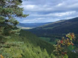 wild forest scotland